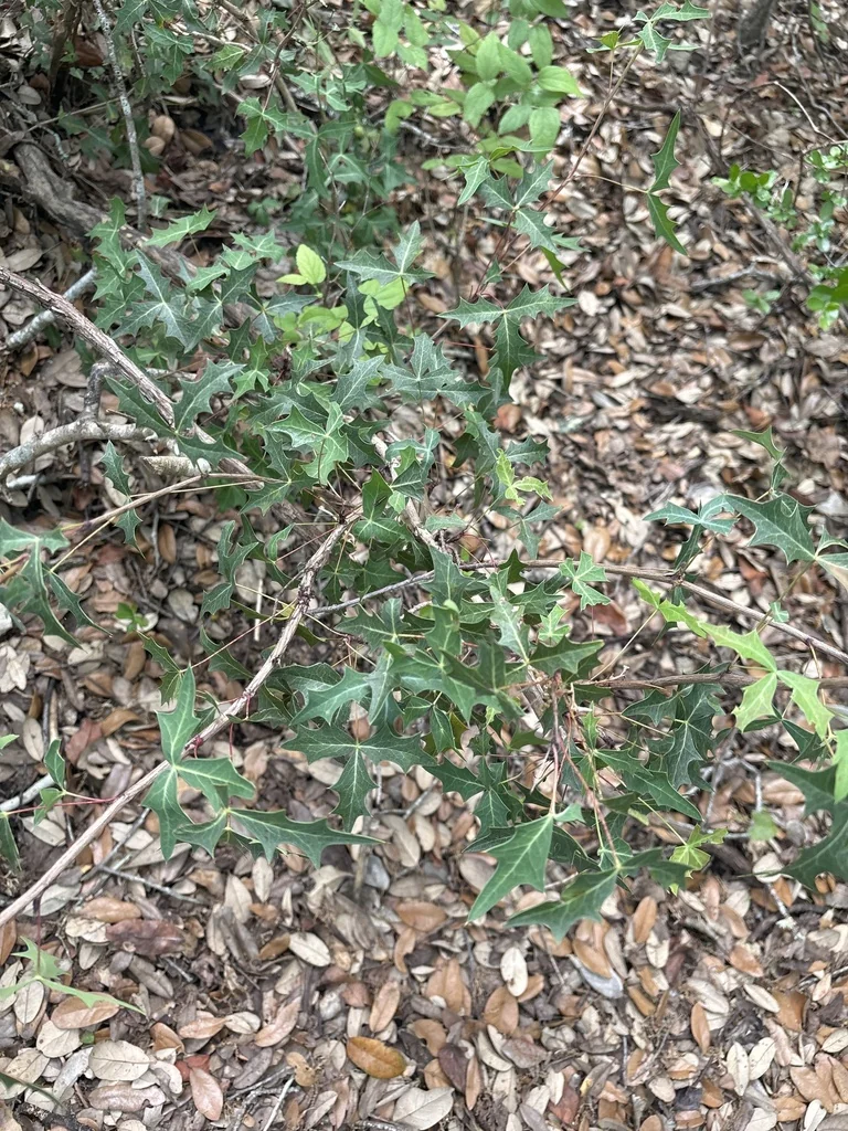Berberis Trifoliolata