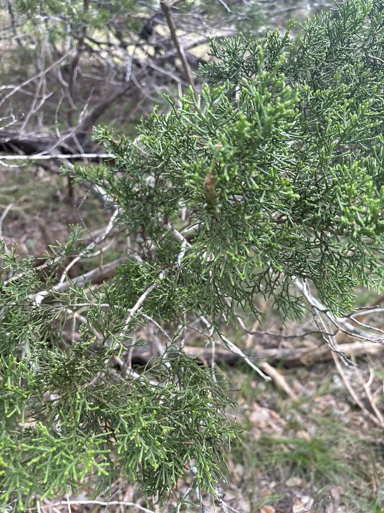 Juniperus Ashei