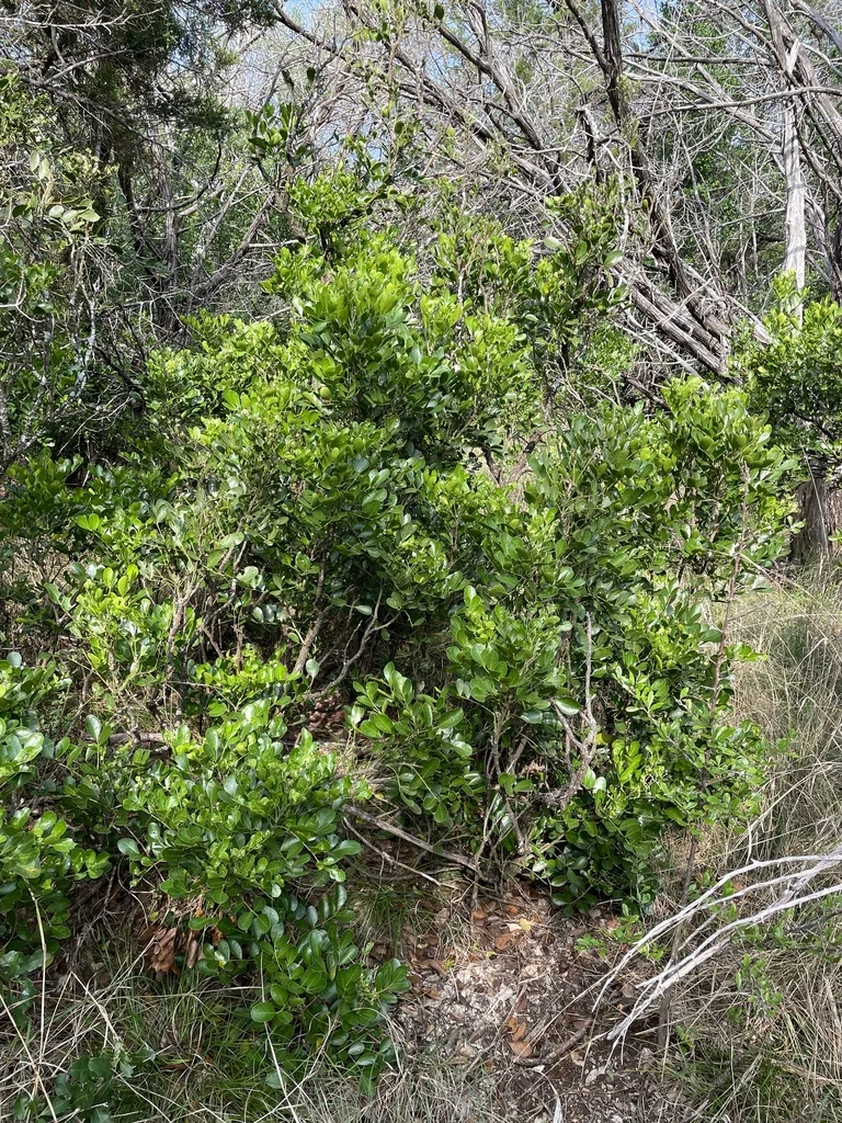 Sophora Secundiflora