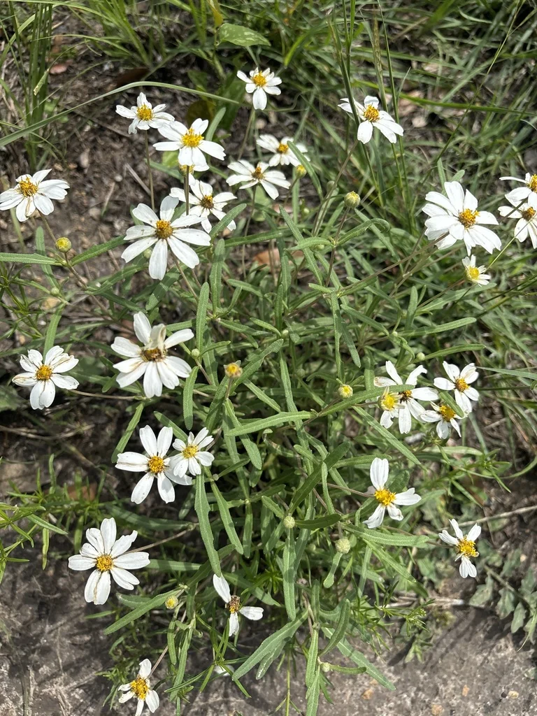 Melampodium Leucanthum