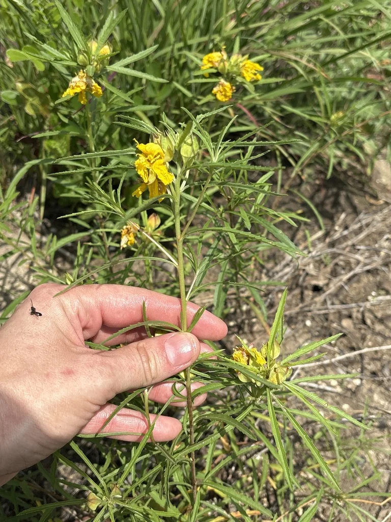 Calylophus Berlandieri