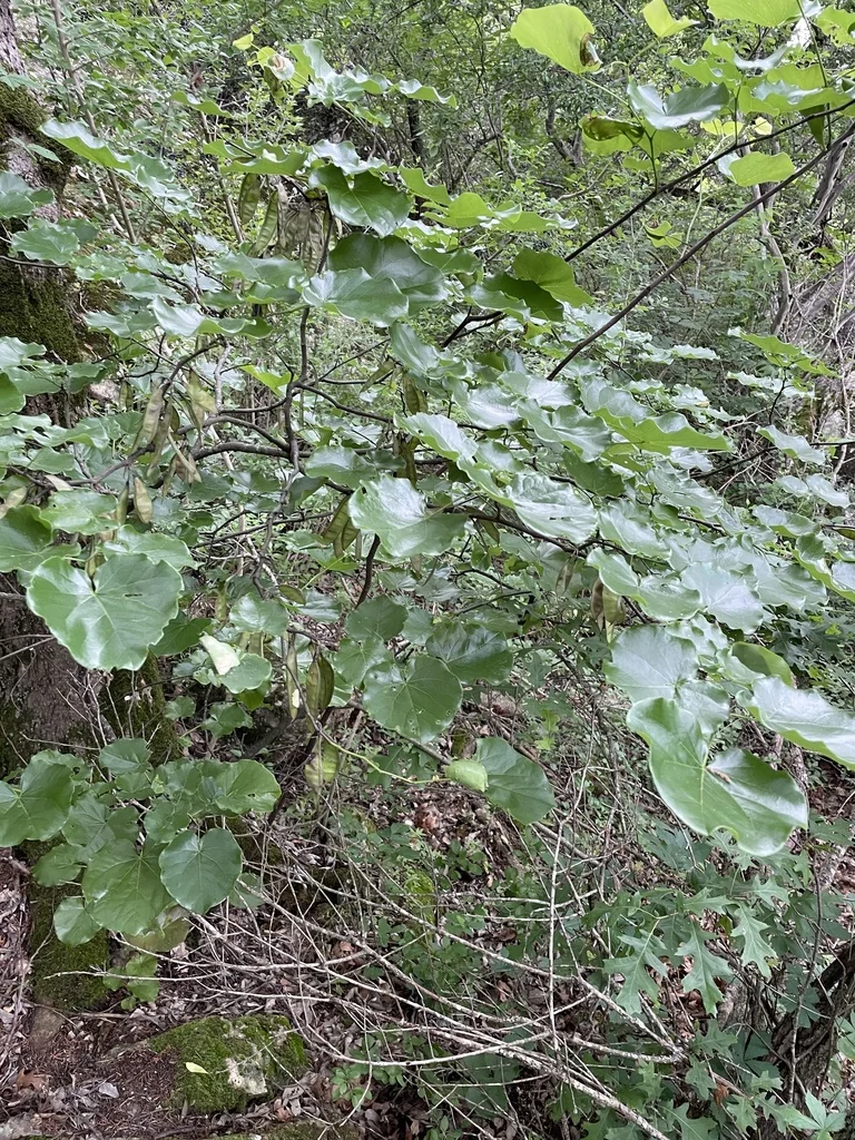 Cercis Canadensis Var. Texensis