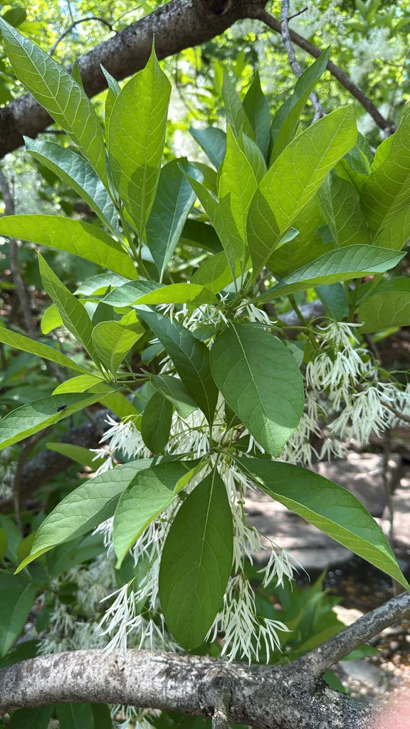 Chionanthus Virginicus