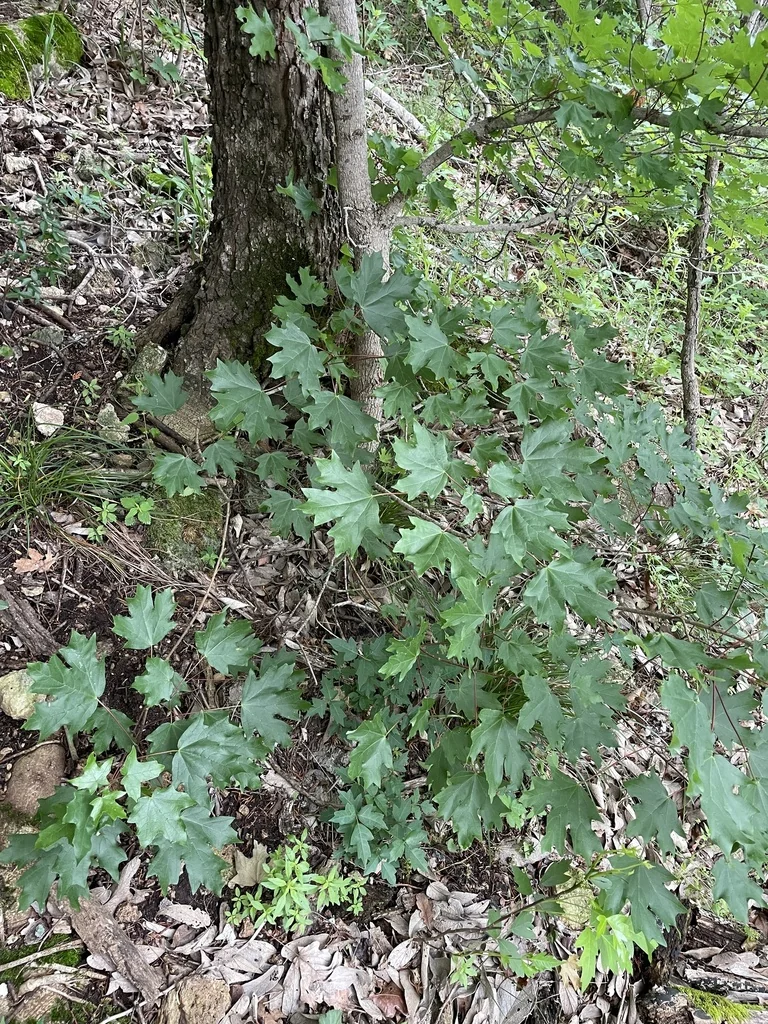Acer Grandidentatum