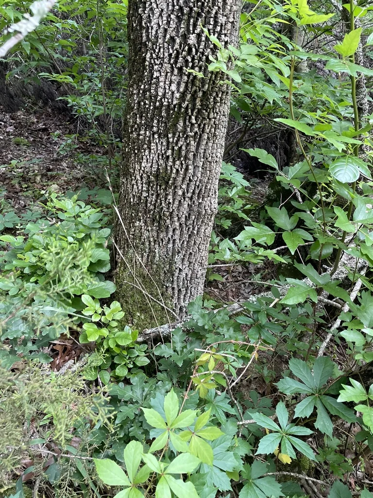 Fraxinus Texensis