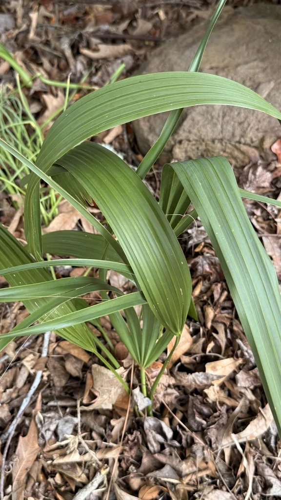 Sabal Minor