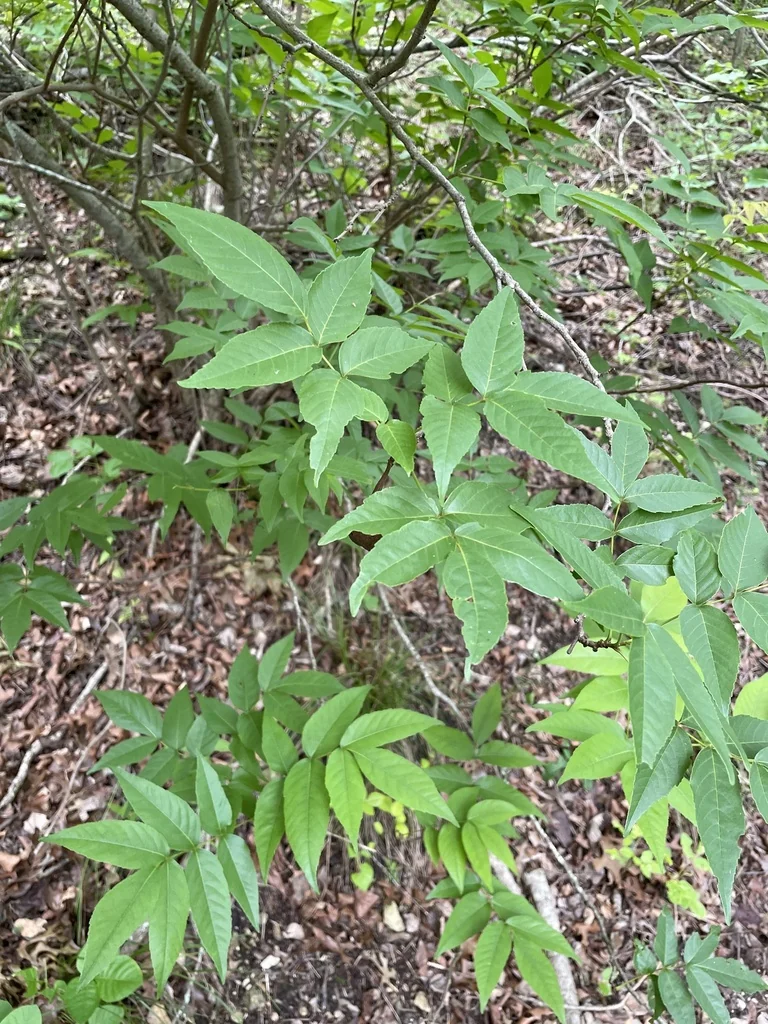 Ungnadia Speciosa