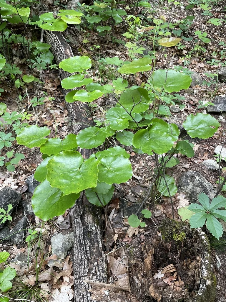 Cercis Canadensis Var. Texensis