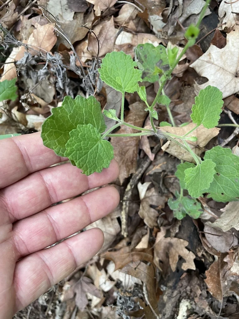 Salvia Roemeriana