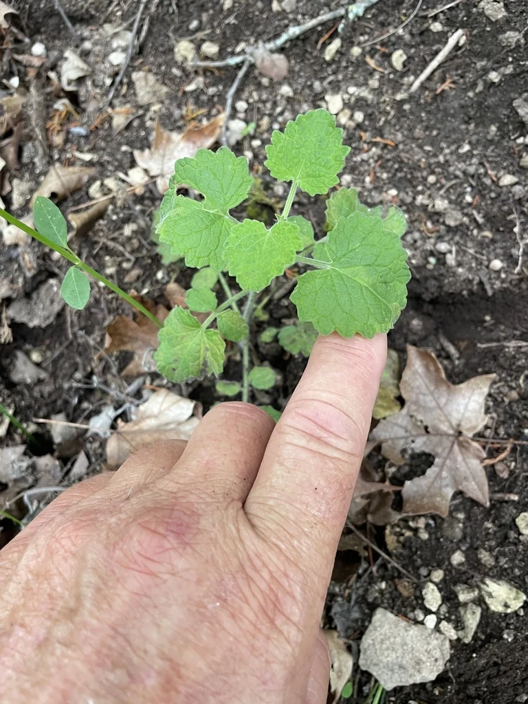 Salvia Roemeriana
