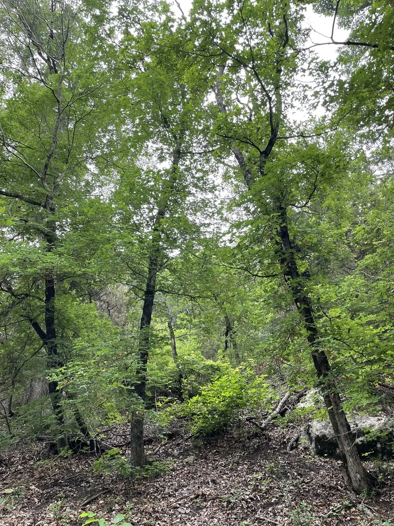 Acer Grandidentatum