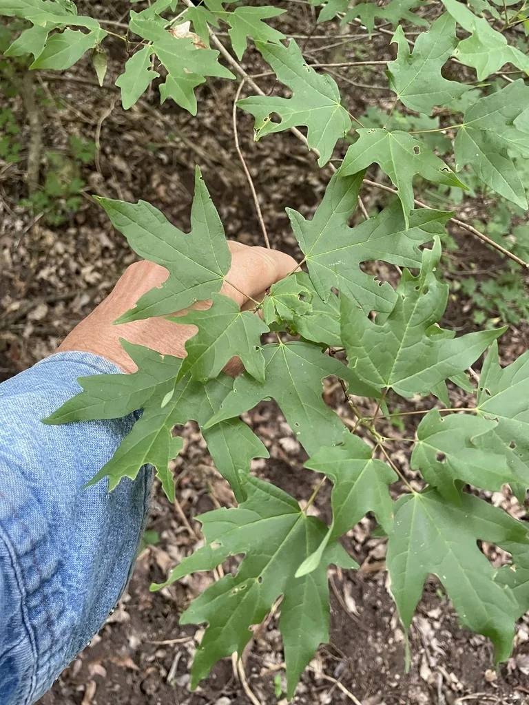 Acer Grandidentatum