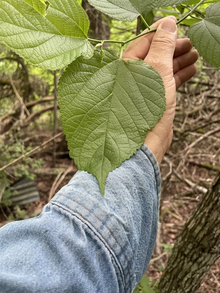 Morus Rubra