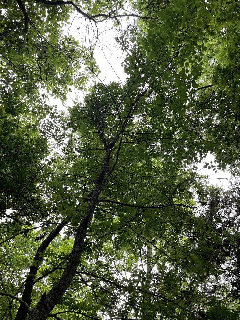Fraxinus Texensis