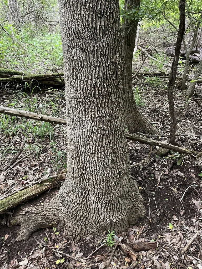 Fraxinus Texensis