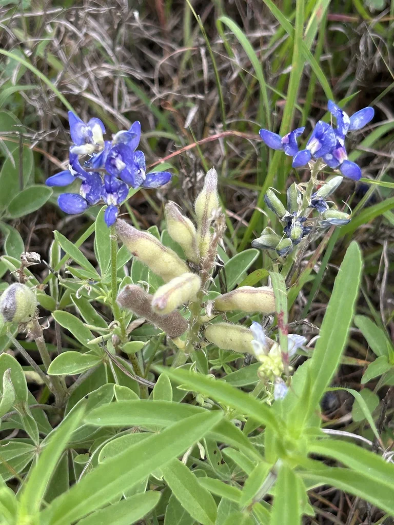 Lupinus Texensis