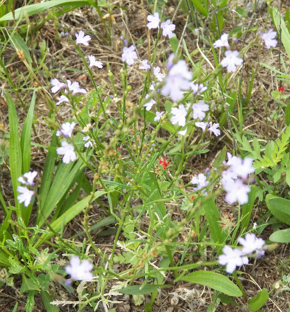 Verbena Halei