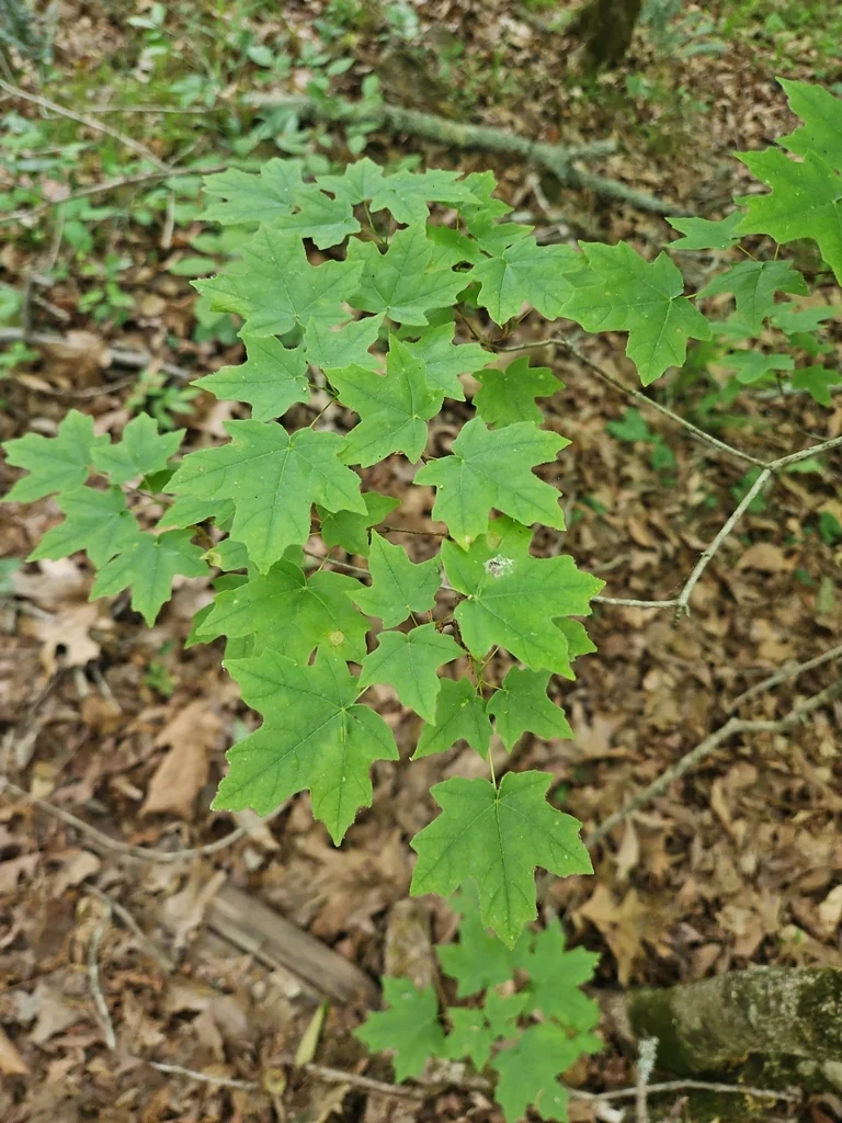 Acer Floridanum