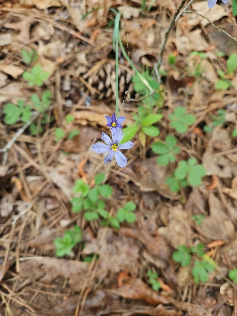 Sisyrinchium Angustifolium