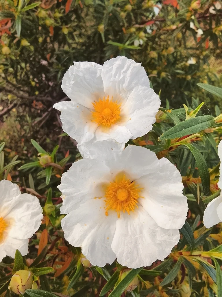 Cistus Ladanifer