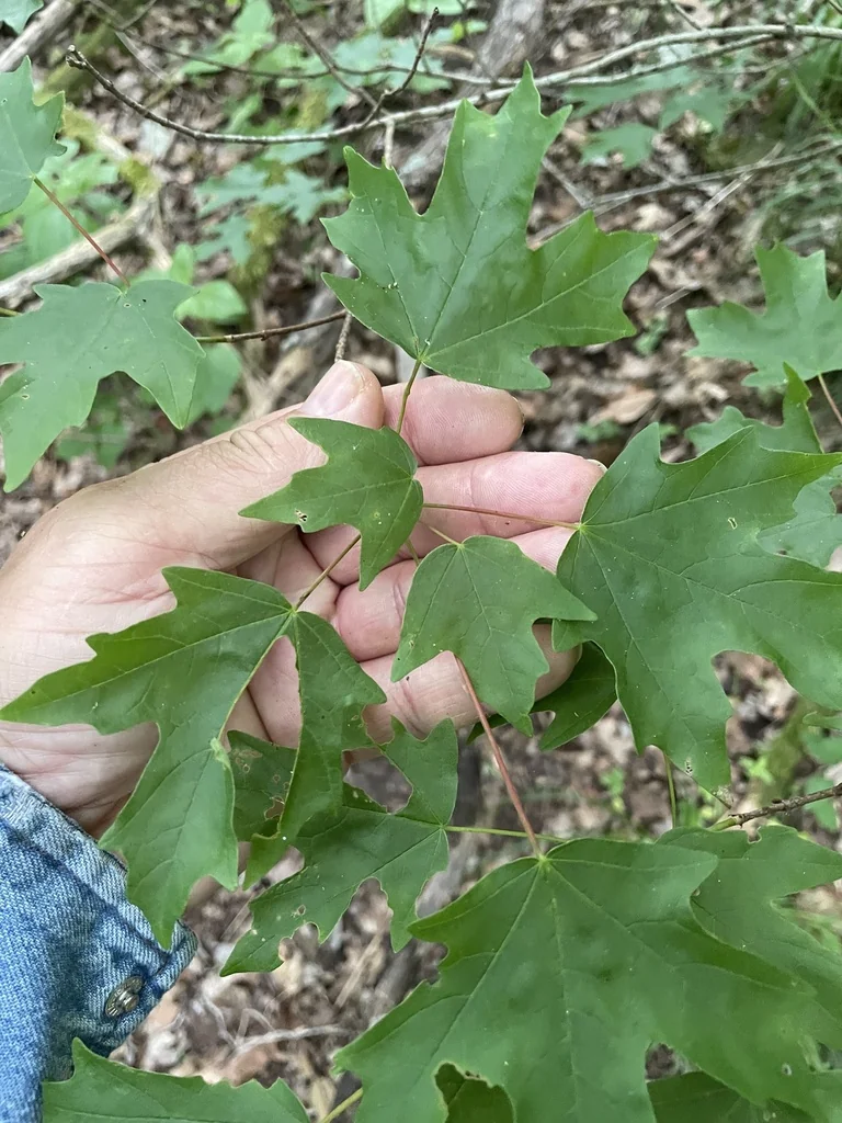 Acer Grandidentatum