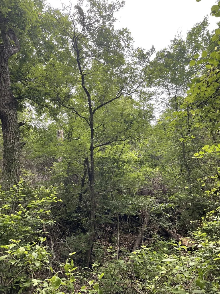 Acer Grandidentatum
