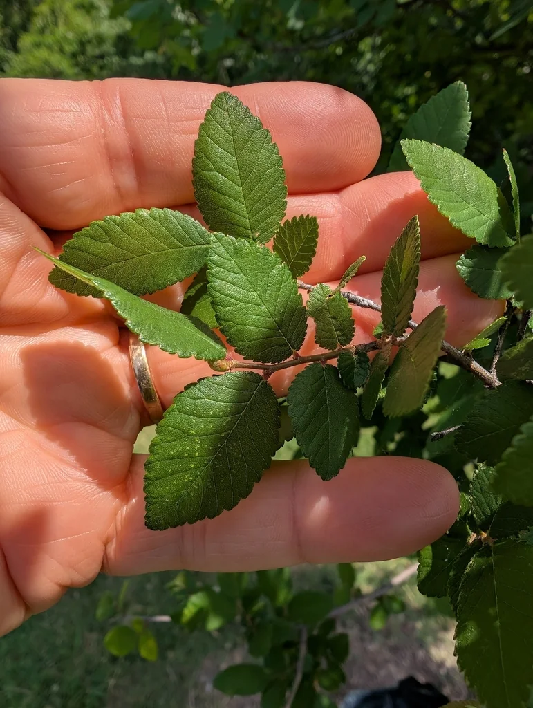 Ulmus Crassifolia