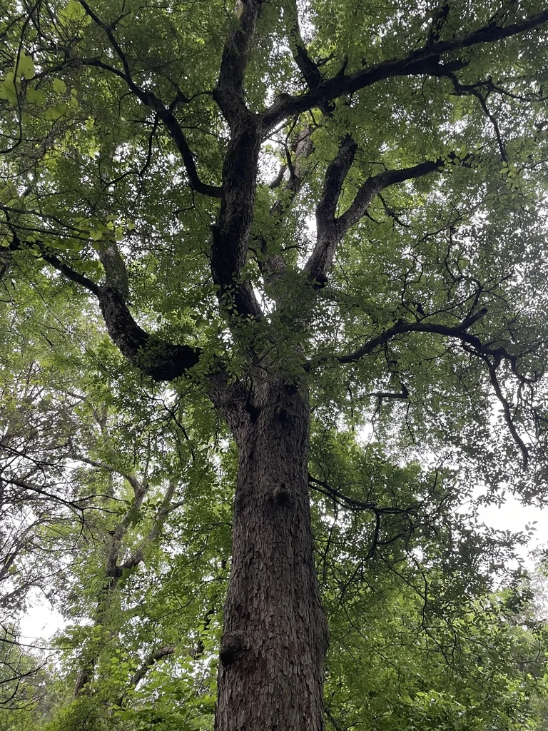Ulmus Crassifolia
