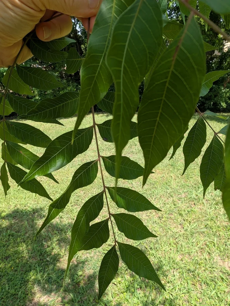 Pistacia Chinensis