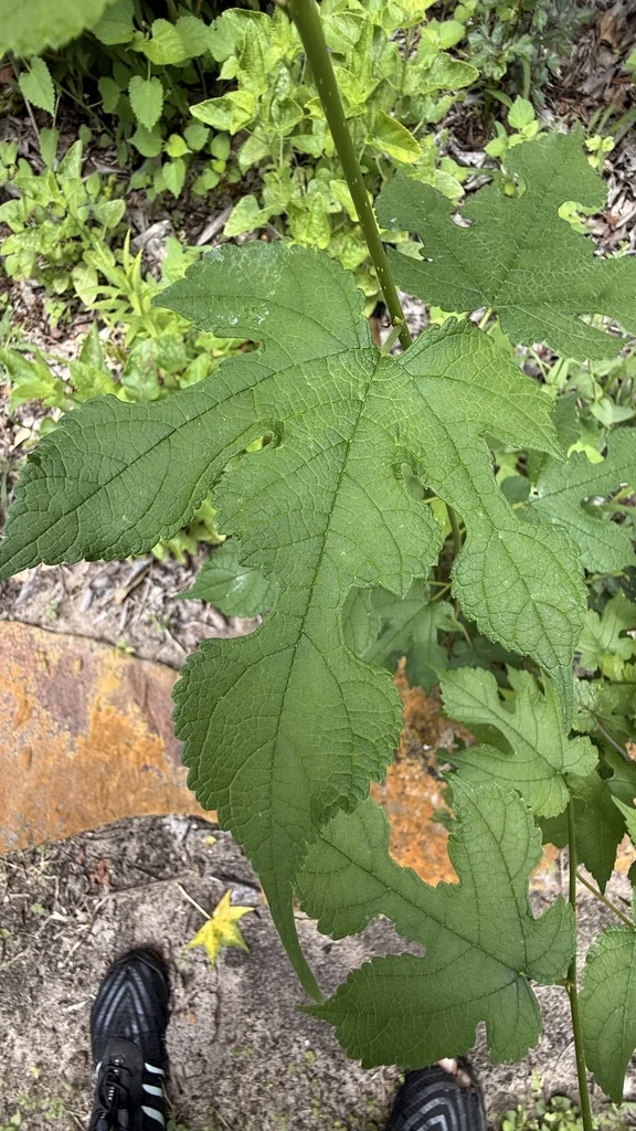 Morus Rubra