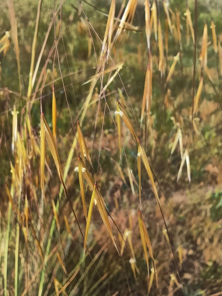 Stipa Gigantea