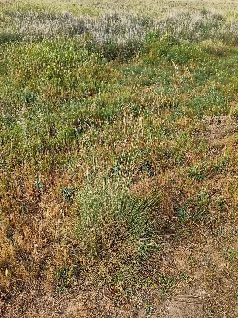 Stipa Gigantea