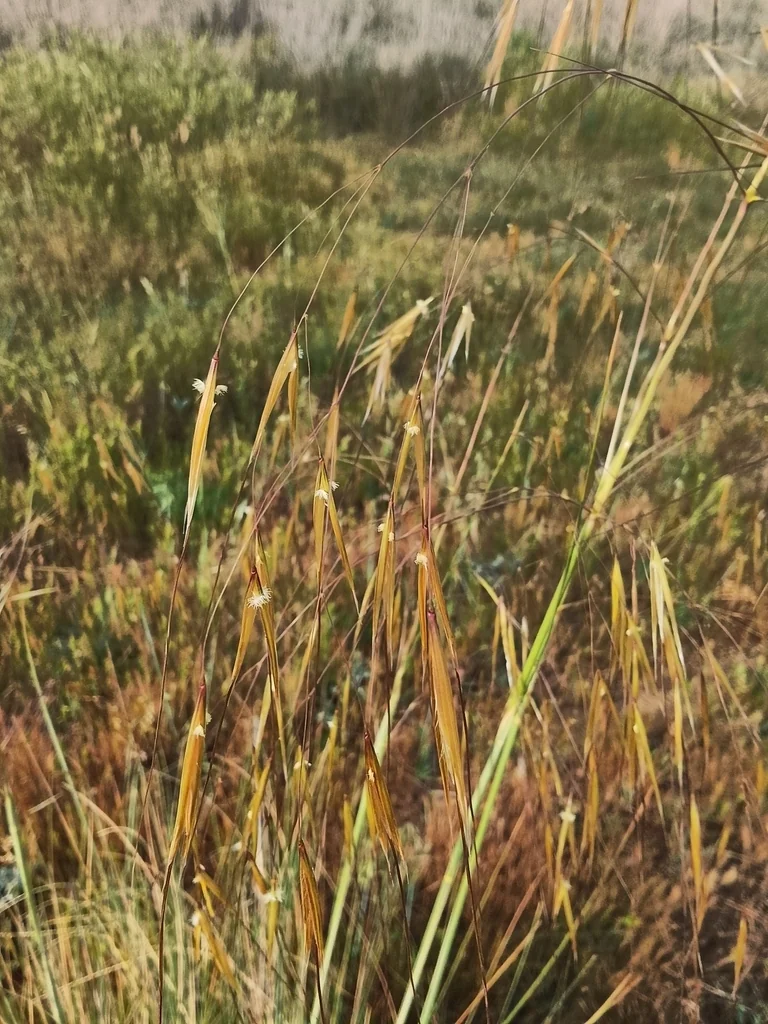 Stipa Gigantea