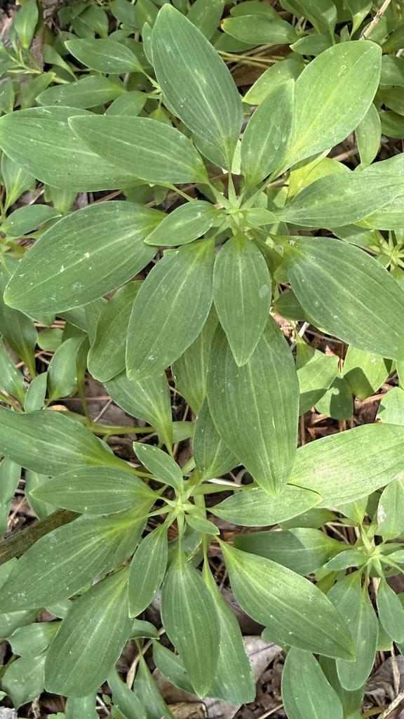 Alstroemeria Psittacina