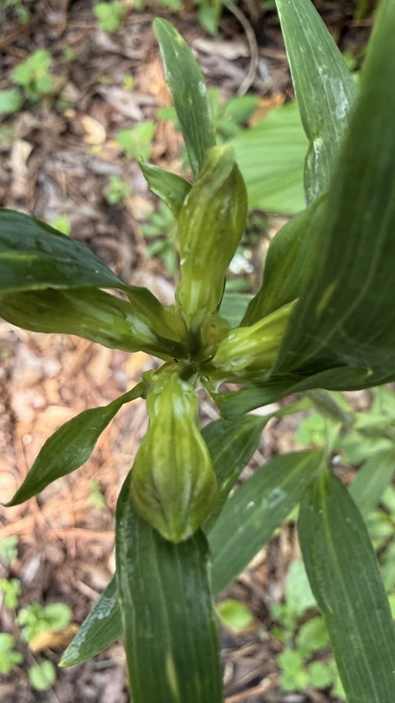 Alstroemeria Psittacina