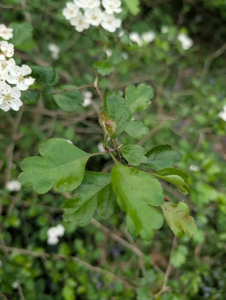 Crataegus Laevigata