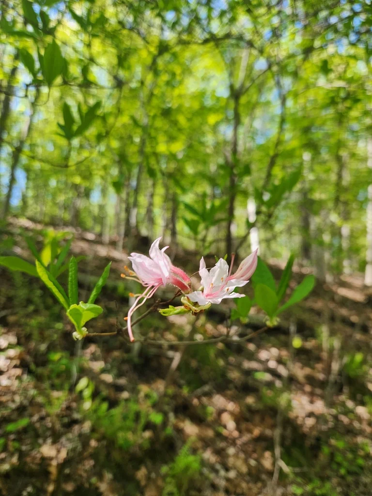 Rhododendron Periclymenoides