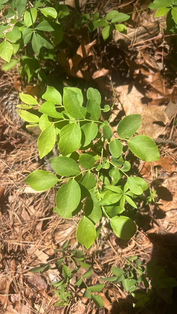 Vaccinium Pallidum