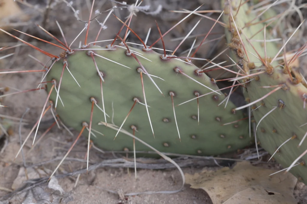 Opuntia Phaeacantha