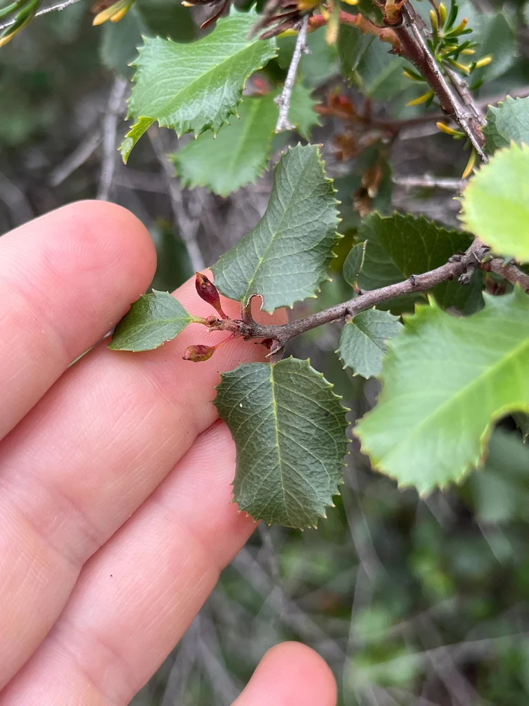 Rhamnus Ilicifolia