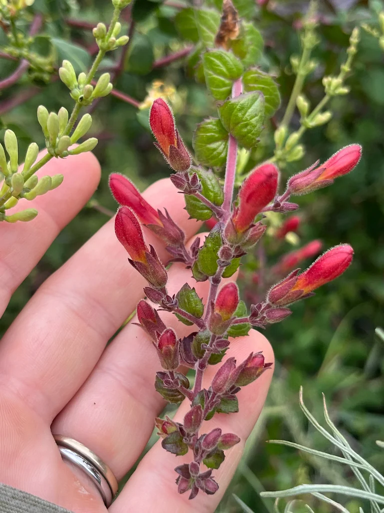 Keckiella Cordifolia