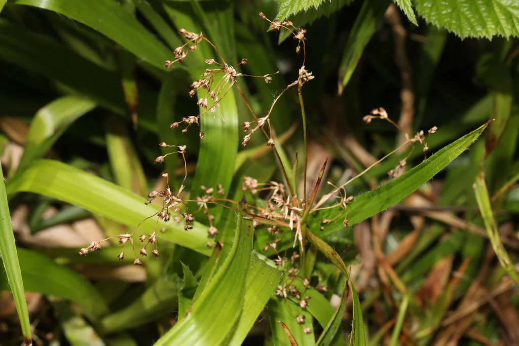 Luzula Sylvatica