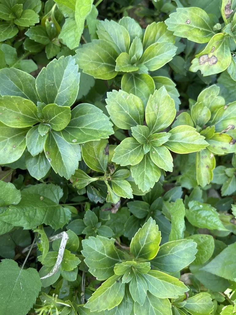 Pachysandra Terminalis