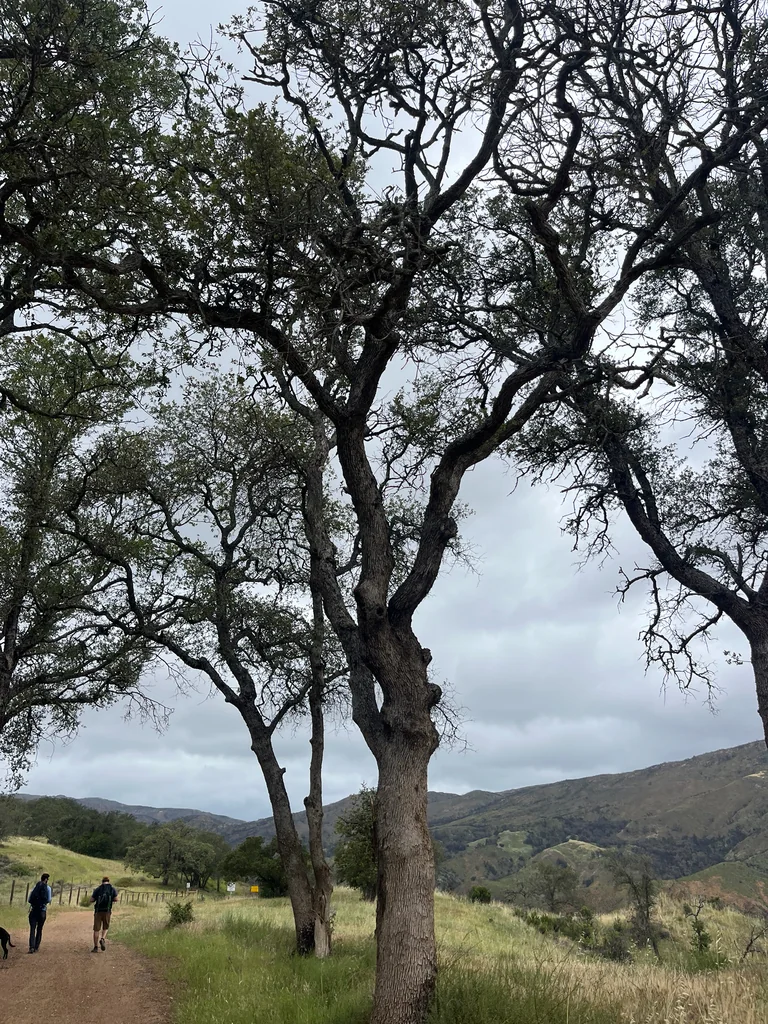 Quercus dumosa