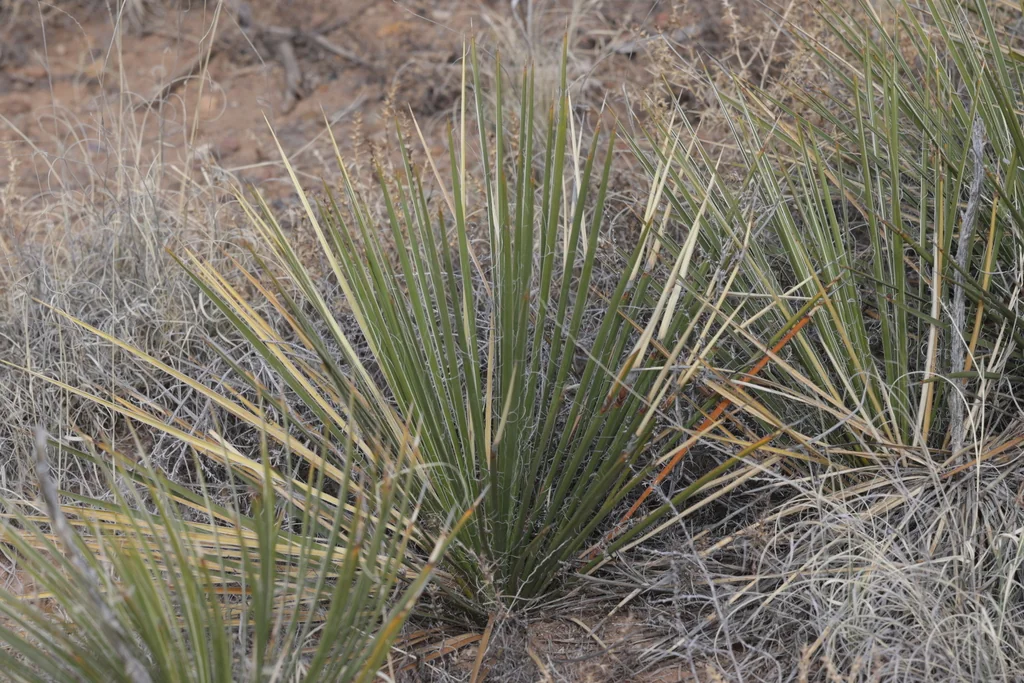Yucca Baileyi