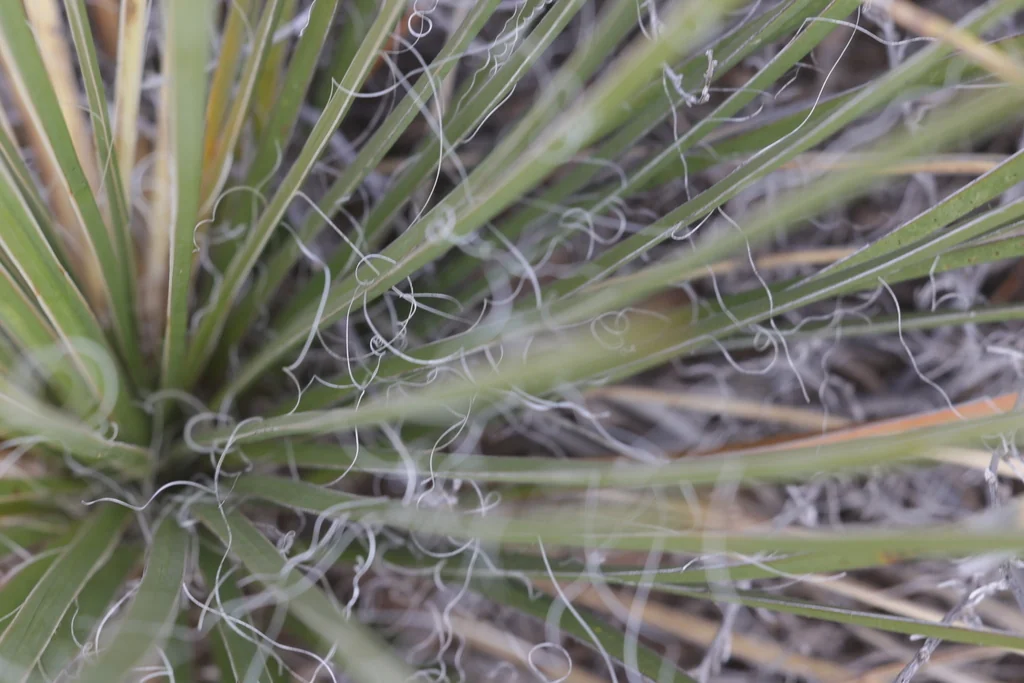 Yucca Baileyi