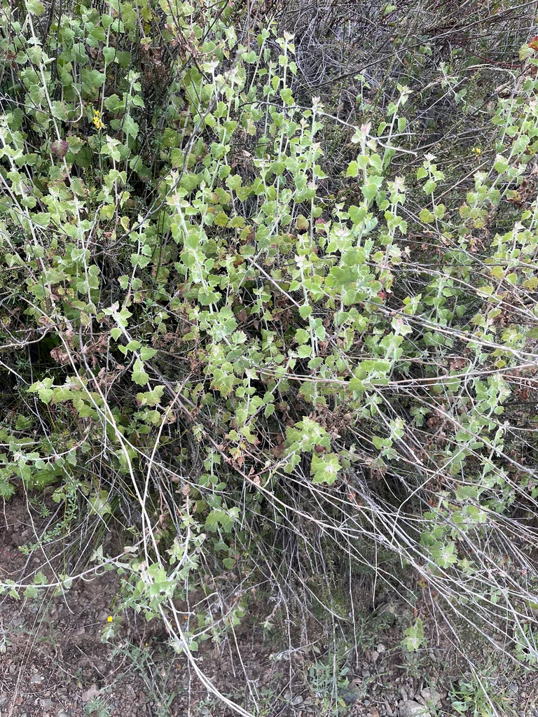 Brickellia Californica