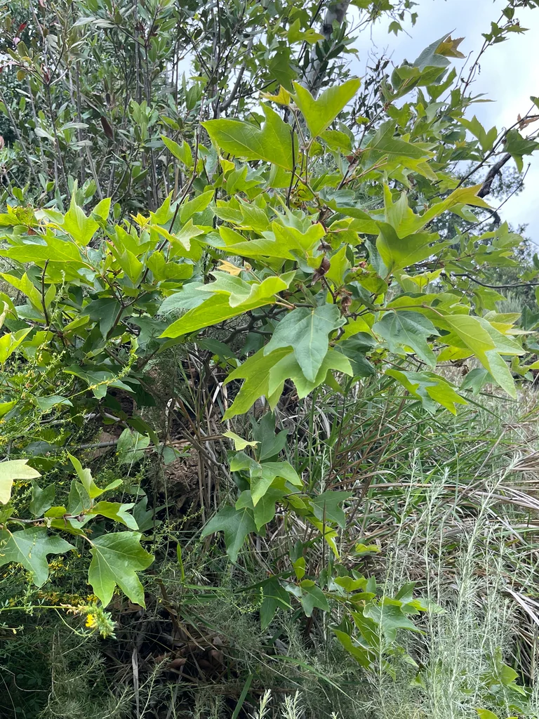 Platanus Racemosa