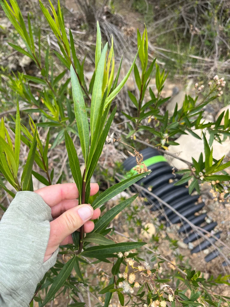 Baccharis Salicifolia