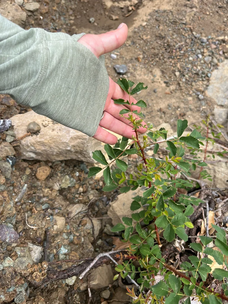 Rosa Californica